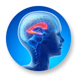 Congenital Brain Defects